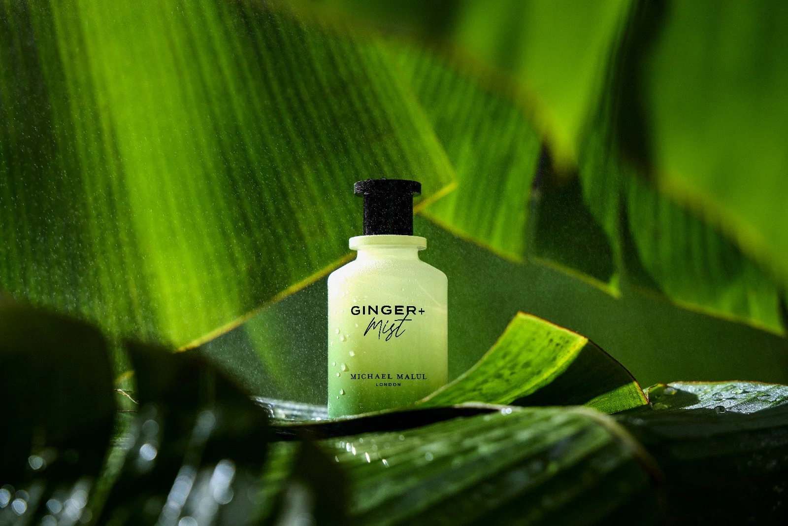 Ginger + Mist By Michael Malul - Image 3